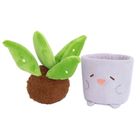 Smiki, Aloes, pluszowa roślina w doniczce, do przesadzania