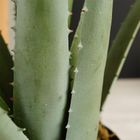 Vilde, sztuczna roślina w doniczce, Aloes, 42 cm