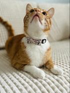 Zolux, Chatouille, obroża dla kota z muszką, beżowa