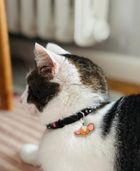 Zolux, Chatouille, obroża dla kota z zawieszką w kształcie myszy, czarna