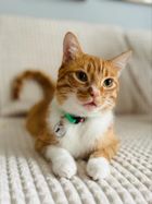 Zolux, Chatouille, obroża dla kota z zawieszką w kształcie ptaka, zielona