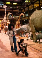 Doona, Liki S5, rowerek trójkołowy, składany, nitro black