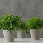 Boltze Home, Fern, sztuczna roślina w cementowej doniczce, 17 cm