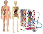 Clementoni, Naukowa Zabawa, Ciało ludzkie, zestaw naukowy