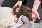 Dew Pet Care, środek do czyszczenia uszu dla zwierząt, 2,5l
