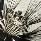 Eurofirany, komplet pościeli satynowej, Spring, 140-200 cm, jasnobeżowy