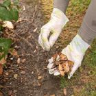 GreenAware, kompostowalne rękawiczki jednorazowe, rozmiar M, 50 szt.