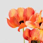 Homla, Emra, gałązka sztuczna maki pomarańczowe, 76 cm