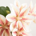 Homla, Lily, gałązka sztuczna, lilia kremowa, 75 cm