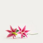 Homla, Lily, gałązka sztuczna, lilia różowa, 73 cm