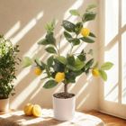 Ibergarden, dekoracyjne drzewko cytrynowe, 58 cm