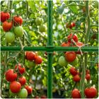 Plonos, złączki do tyczek, zielone, 11 mm, typu 2, 10 szt., PL-941