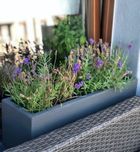 Polnix, Ecolite, duża donica, rynna z betonu dekoracyjnego, 70-23 cm, ciemnoszara