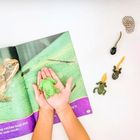 Safari Ltd, zestaw figurek, cykl życia żaby