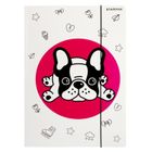 Starpak, teczka z gumką A4, minisy, 1 szt.