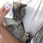 Attitude, Super Leaves PETS, chusteczki pielęgnacyjne dla zwierząt, 72 szt.
