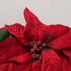 Boltze Home, wieniec świąteczny z kwiatów gwiazdy betlejemskiej, 50 cm