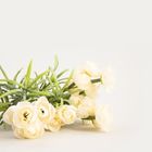 Homla, Camelia, bukiet kwiatów, kamelia biała, 30 cm