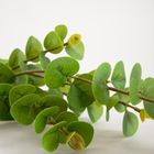 Homla, Mikso, gałązka sztuczna, liście eukaliptusa, 97 cm