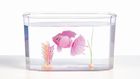 Little Live Pets, Rybka w akwarium, zabawka interaktywna