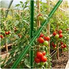 Plonos, złączki do tyczek, zielone, 11 mm, typu 2, 10 szt., PL-941