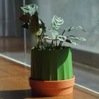 Qualy, Cactiss, pojemnik na papier, biało-zielony, 10276-WH-GN