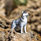 Safari Ltd, figurka, pies husky syberyjski