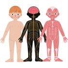 Askato, Genialny dzieciak, Moje ciało, puzzle magnetyczne, 108 elementów