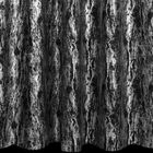 Eurofirany, zasłona zaciemniająca gotowa, na taśmie, Elise, 140-270 cm, czarny