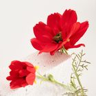 Homla, Emra, gałązka sztuczna, maki czerwone, 76 cm