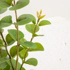 Homla, Mikso, gałązka sztuczna, liście eukaliptusa, 97 cm