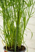 Kinzo, podpora tyczka do roślin, 50-80 cm, 6 szt.