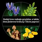 LEGO Botanicals, Grzyby leśne, 11505
