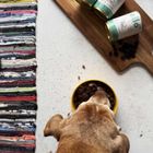 Ollo, Umami, Gęś i Indyk, karma mokra dla psa, 850g