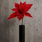 Saska Gift, gwiazda betlejemska, 30 cm