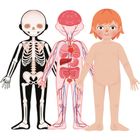 Askato, Genialny dzieciak, Moje ciało, puzzle magnetyczne, 108 elementów