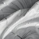 Eurofirany, zasłona gotowa, Zaria, 140-250 cm, biały