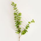 Homla, Mikso, gałązka sztuczna, liście eukaliptusa, 97 cm