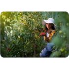 Plonos, tunel ogrodowy, szklarnia ogrodowa, 3-2m, 6m2