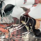 Eurofirany, zasłona zaciemniająca gotowa, Arina, na taśmie, 140-270 cm, biały