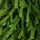 Homla, Hector, choinka, na pieńku, 80 cm