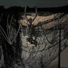 Malatec, szkielet nietoperza, dekoracja, 30 cm