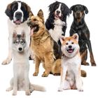 Purlov, mata chłodząca dla zwierząt, 110-70 cm