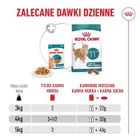 Royal Canin, FHN Cat Ageing 11+, mokra karma dla kotów dojrzałych, 12-85g