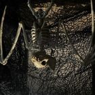 Malatec, szkielet nietoperza, dekoracja, 30 cm