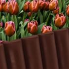 Vilde, palisada ogrodowa, brązowa, 250 cm, 10 elementów