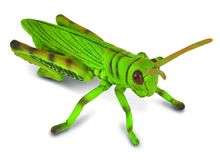 Collecta, Konik Polny, figurka, 88352