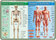 Podkładka na biurko, mata, dwustronna, Człowiek: szkielet, mięśnie, zmysły, mózg