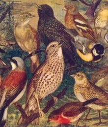 Skona Ting, Disktrasa, ściereczka kuchenna, ptaki