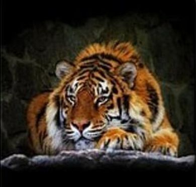 Adar, diamentowa mozaika, tygrys